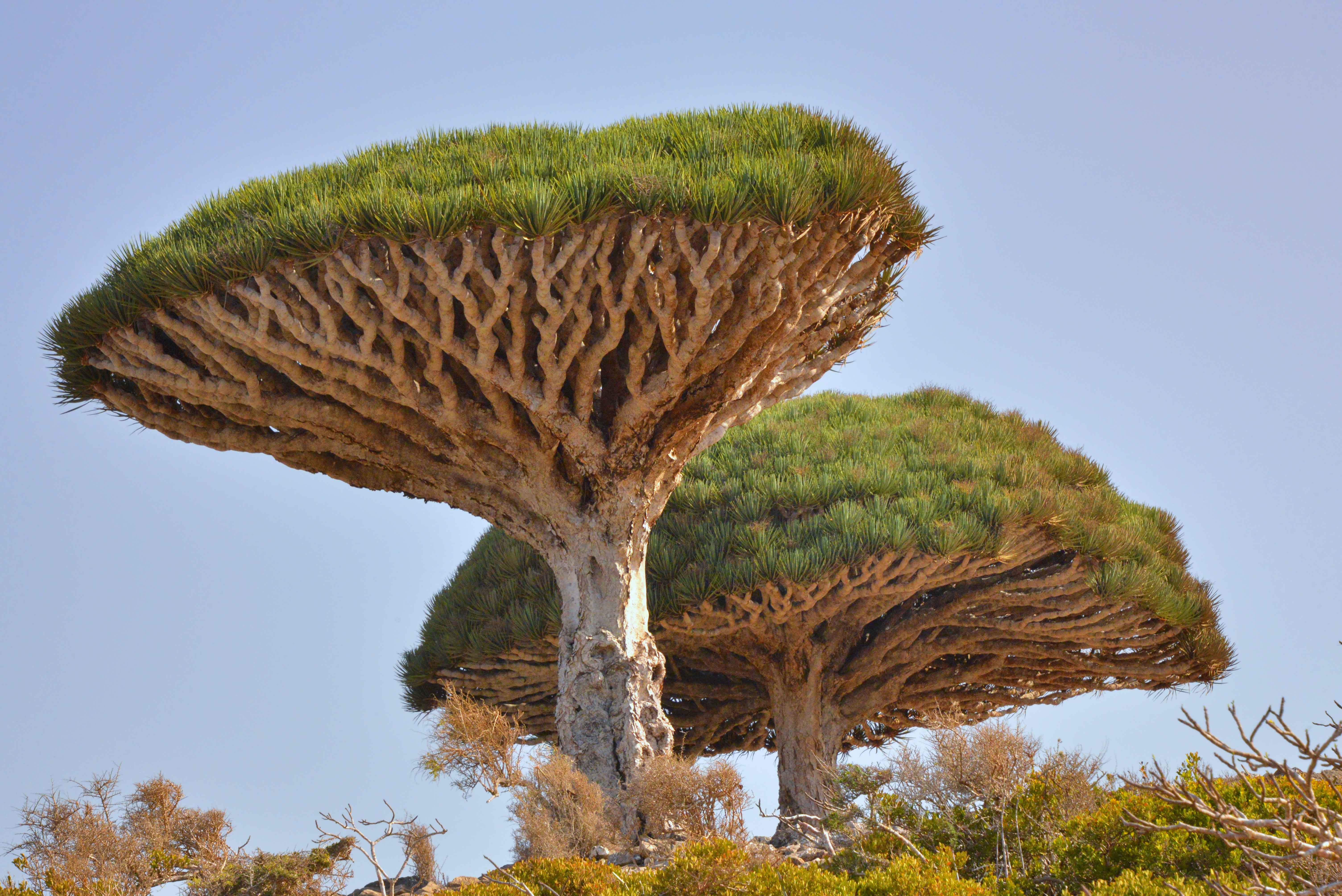 Dragon’s blood tree in the Socotra highlands